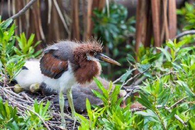 Fluffy Heron Chick