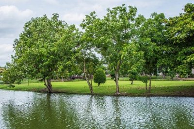 Water and Trees jigsaw puzzle