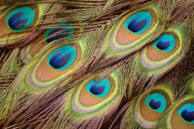Peacock Feathers jigsaw puzzle