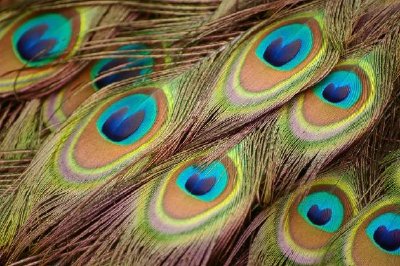 Plumas de pavo real