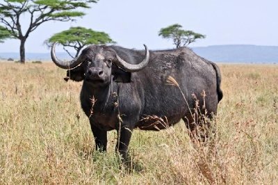 Buffalo in the national park