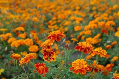 Safari Queen Marigolds jigsaw puzzle