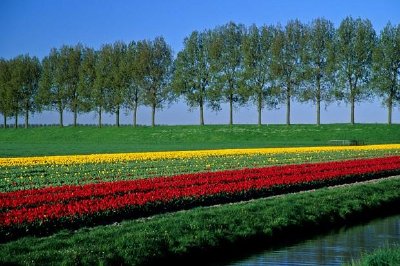 Tulips and Trees jigsaw puzzle