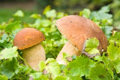 Porcini Mushroom jigsaw puzzle