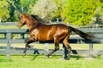 Running Stallion in Pasture