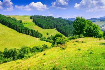 Pine Forest on a Mountain Slope jigsaw puzzle