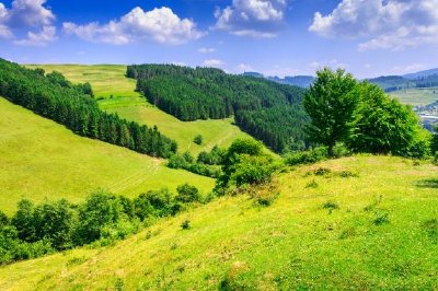 Pine Forest on a Mountain Slope