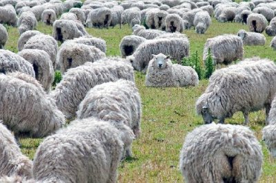 Flock of Sheep Grazing on Green Field