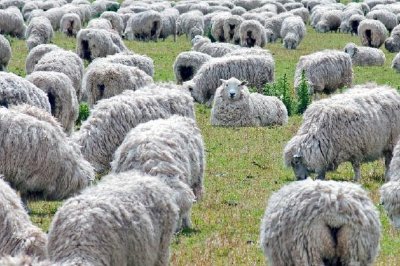 Stado owiec pasące się na zielonym polu