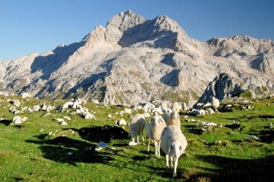 Ovejas en las montañas