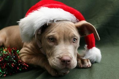 クリスマスの帽子をかぶった子犬