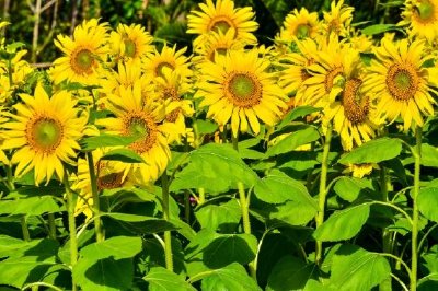 Feld der Sonnenblumen