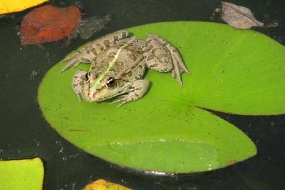 Frosch auf einem Blatt