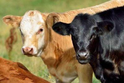 Black and Brown Calves