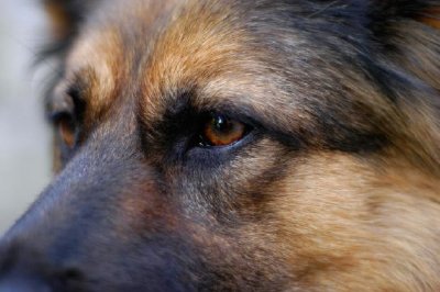 Olhos de cachorro de perto