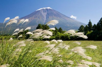 Plume Grass jigsaw puzzle