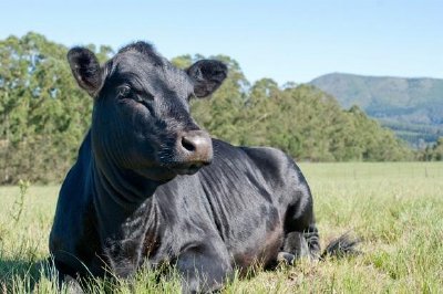 Black Angus