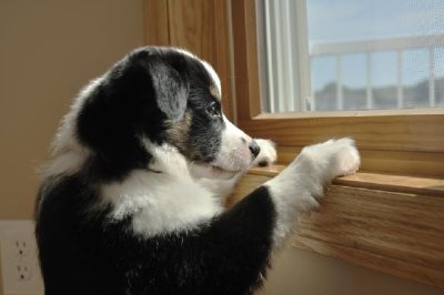 澳大利亞牧羊犬幼犬