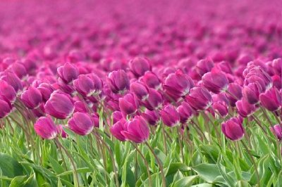 Champ de tulipes néerlandais