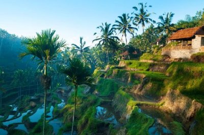 Terrace Rice Fields 