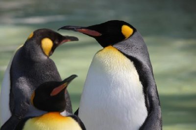 Pingüinos