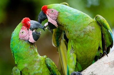 Pair of Military Macaws Playing 