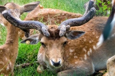 Sitting Deer with Horns