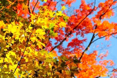 Foglie di acero rosse e gialle di autunno