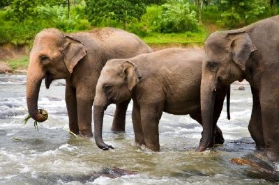 Tres elefantes