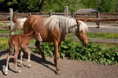 Cheval avec poulain