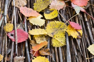 Foglie d'autunno