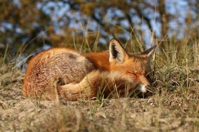 眠っているキツネ