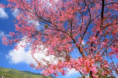 Flores de cerezo rosa Sakura