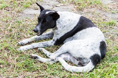 Un cane in giardino