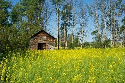 Alter hölzerner Getreidespeicher am Rand des Rapsfeldes