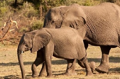 Bebé elefante africano salvaje