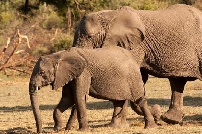 野生のアフリカゾウの赤ちゃん