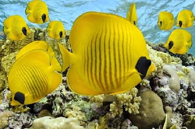 Pesce giallo