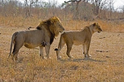 Lion et lionne ensemble