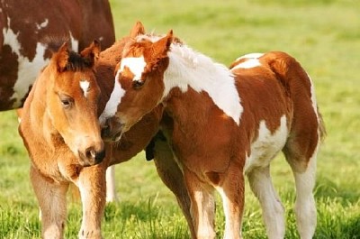 Little Horse Pals