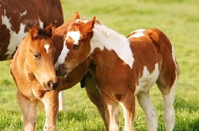 Petits copains de cheval