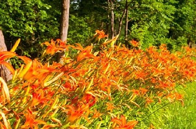 Wild Tiger Lilies jigsaw puzzle