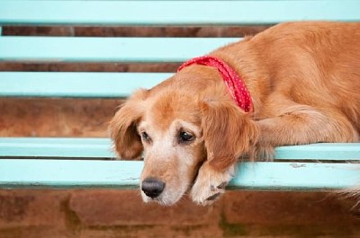 Hund ruht auf einer Bank