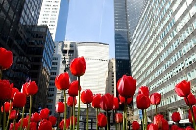 Tulipani rossi su Park Ave New York City, Stati Uniti d'America