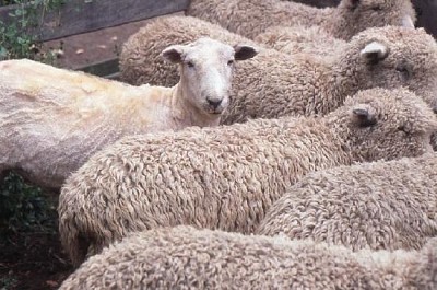 Sheepshearing