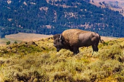 Büffel auf einem Hügel, Yellowstone National Park, USA