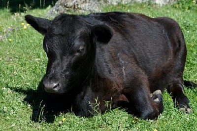 Schwarze Kuh