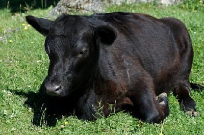 Black Cow jigsaw puzzle