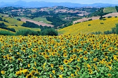 Sommerlandschaft mit Sonnenblumen, Marken, Italien