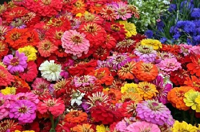 七彩花朵在草地上